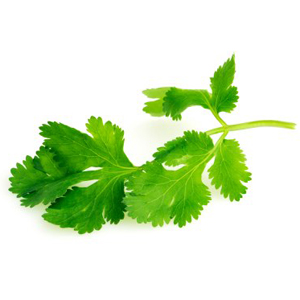 Cilantro