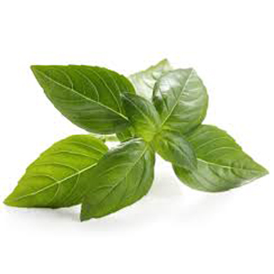 Basil - Fresh Bunch Organic