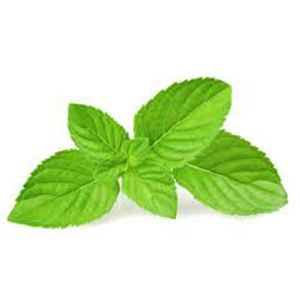 Mint - Fresh Organic