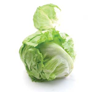 Lettuce - Iceberg