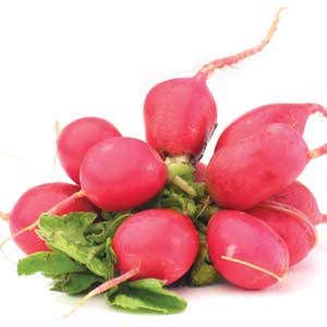 Radish