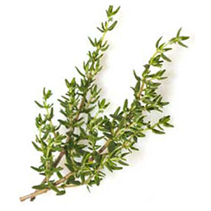 Thyme - Fresh Organic